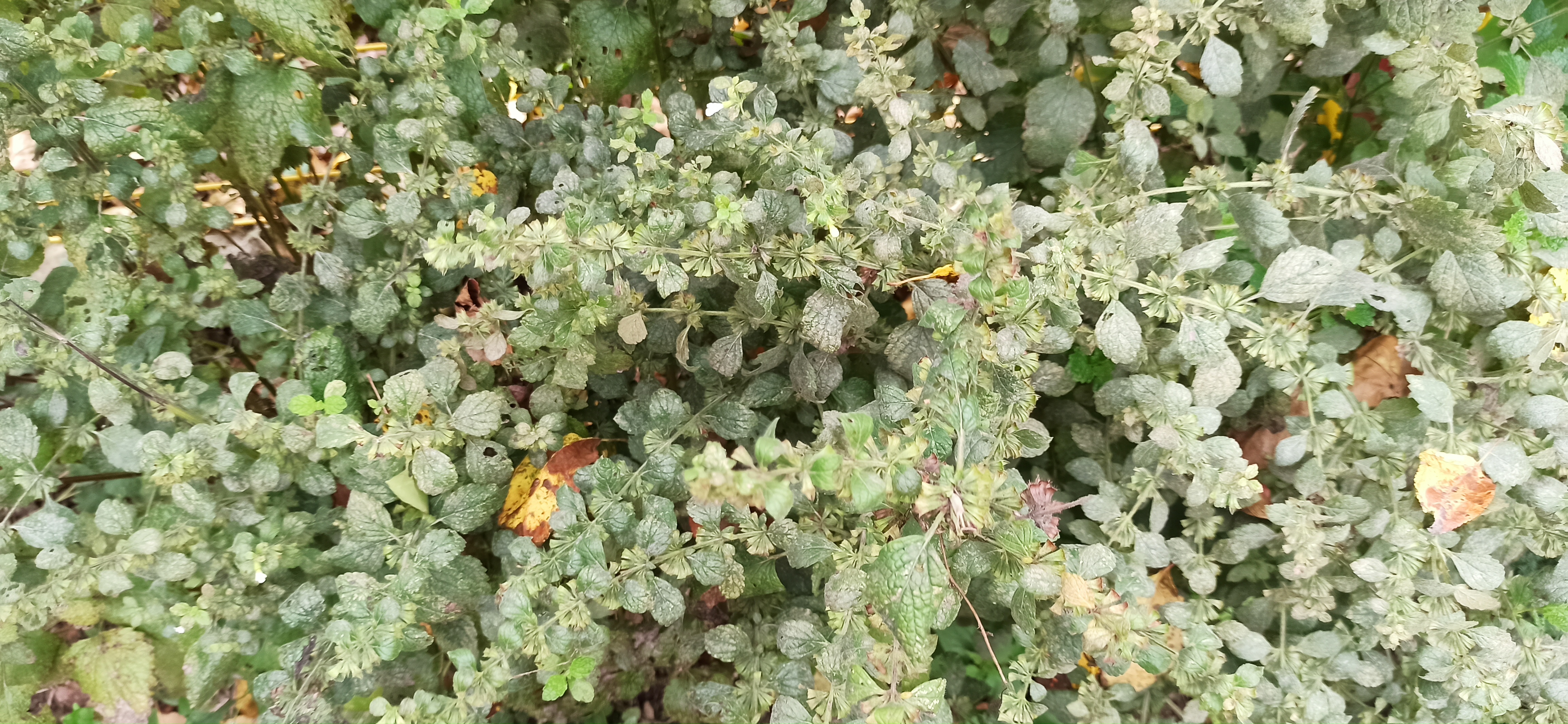 Meduňka před aplikací Microfertile
