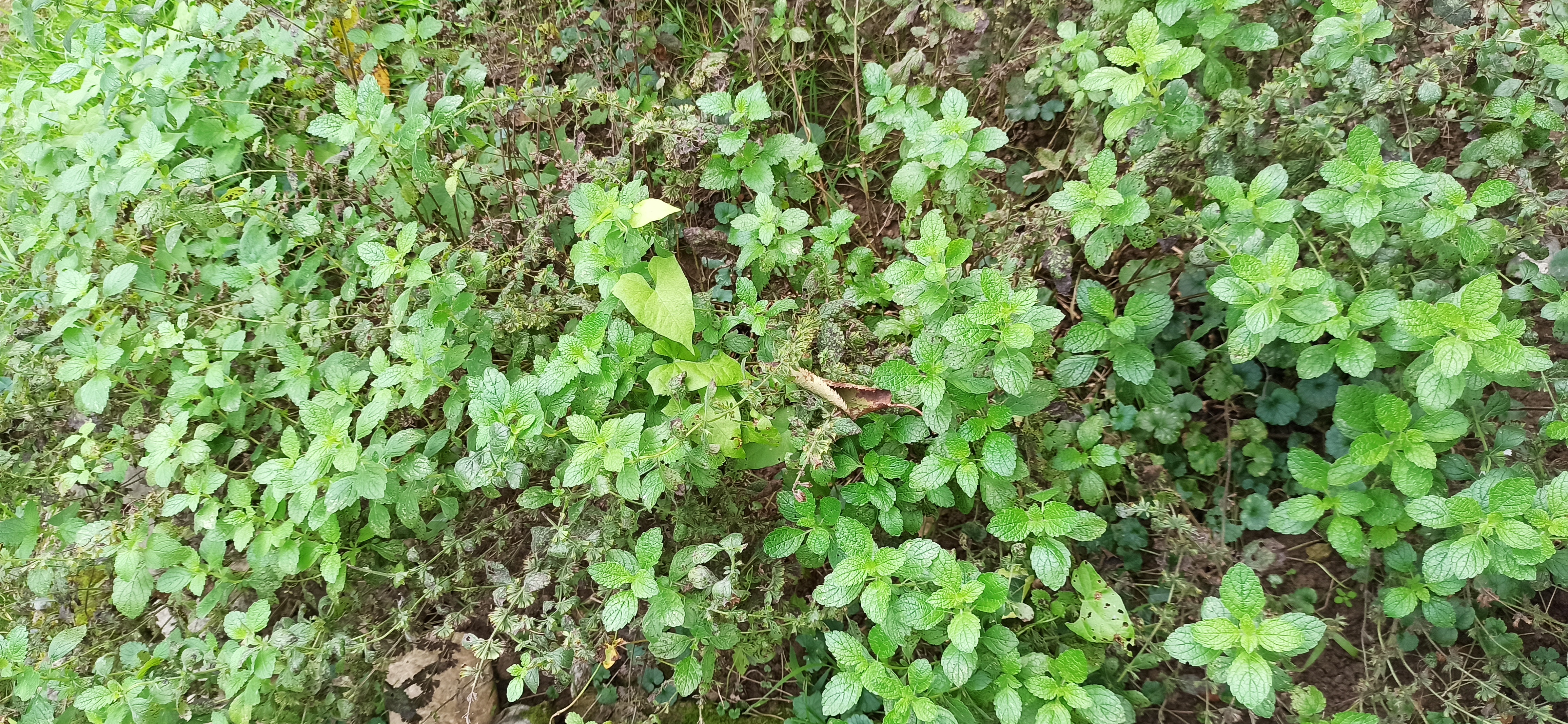 Meduňka po aplikaci Microfertile