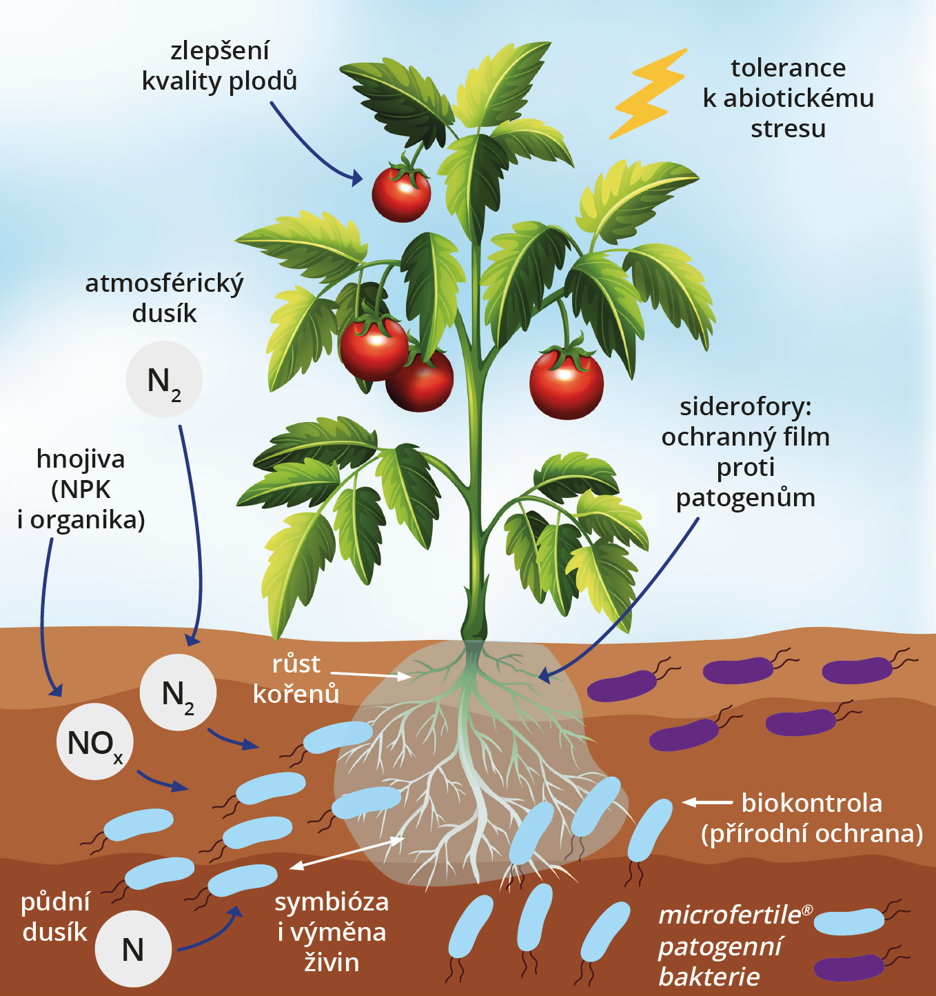 Schéma fungování biostimulantu